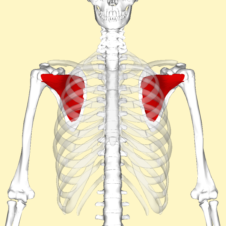 <p>Medial (internal) rotation of humerus; Stabilizes shoulder</p>
