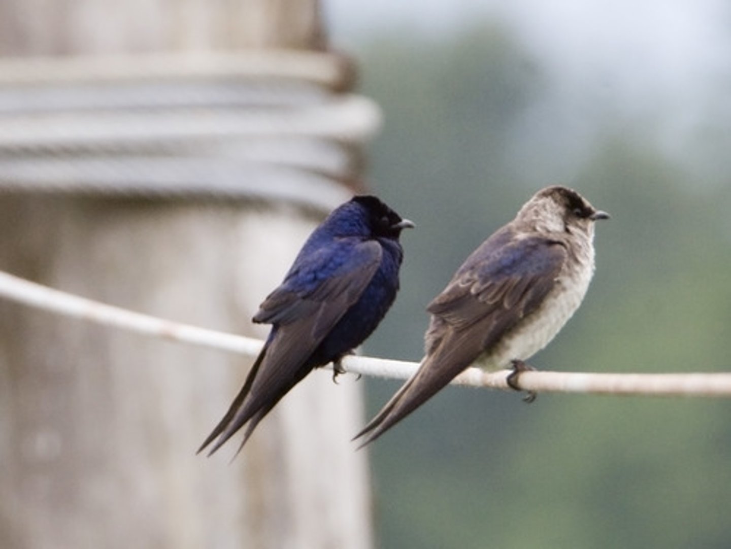 <p>Passeriformes</p><p>uniform blueish-black</p>