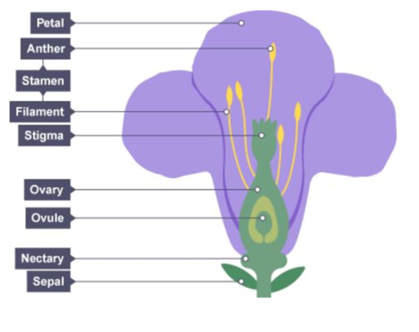<p>stamen &amp; stigma: enclosed within the flower so that the insect must make contact</p><p>type of stigma: sticky so pollen grains attach from the insect</p><p>petal size &amp; colour: large and brightly coloured to attract insects</p><p>scent/nectaries: produce nectar = sweet liquid containing sugars to entice insect to visit the flower and push past stamen to get nectar</p><p>pollen grains: larger sticky grains or grains with hooks to stick to insects bodies</p>