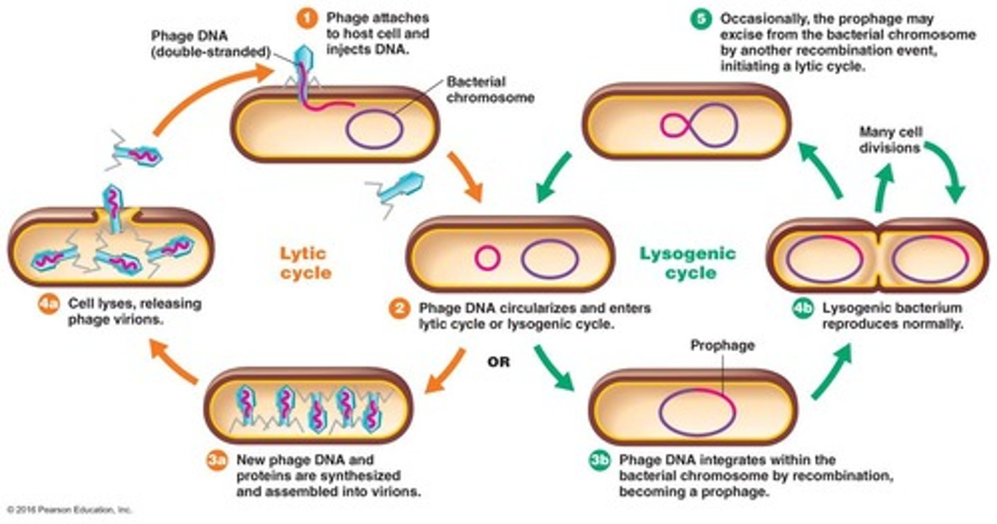 <p>Virus that specifically infects bacteria.</p>