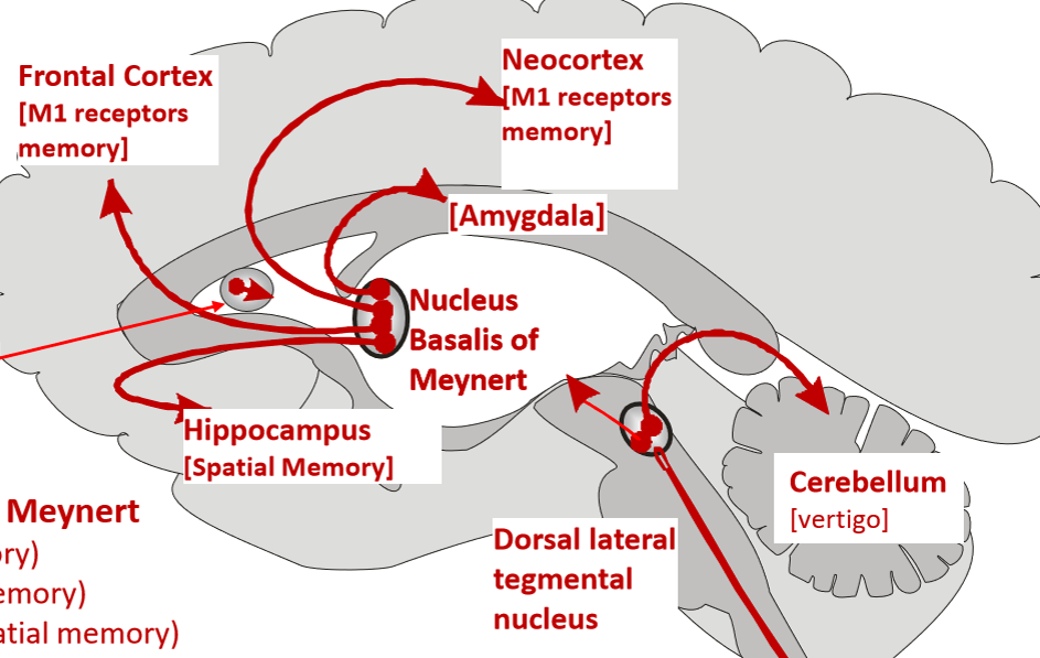 <p>nucleus basalis of meynert&nbsp;(nucleus located in basal forebrain)</p>