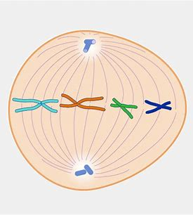 <p>What phase of mitosis is this?</p>