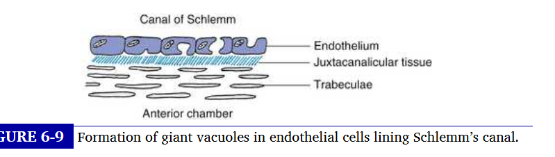 <p>where does remainder of aq follow: conventional outflow pathway </p>