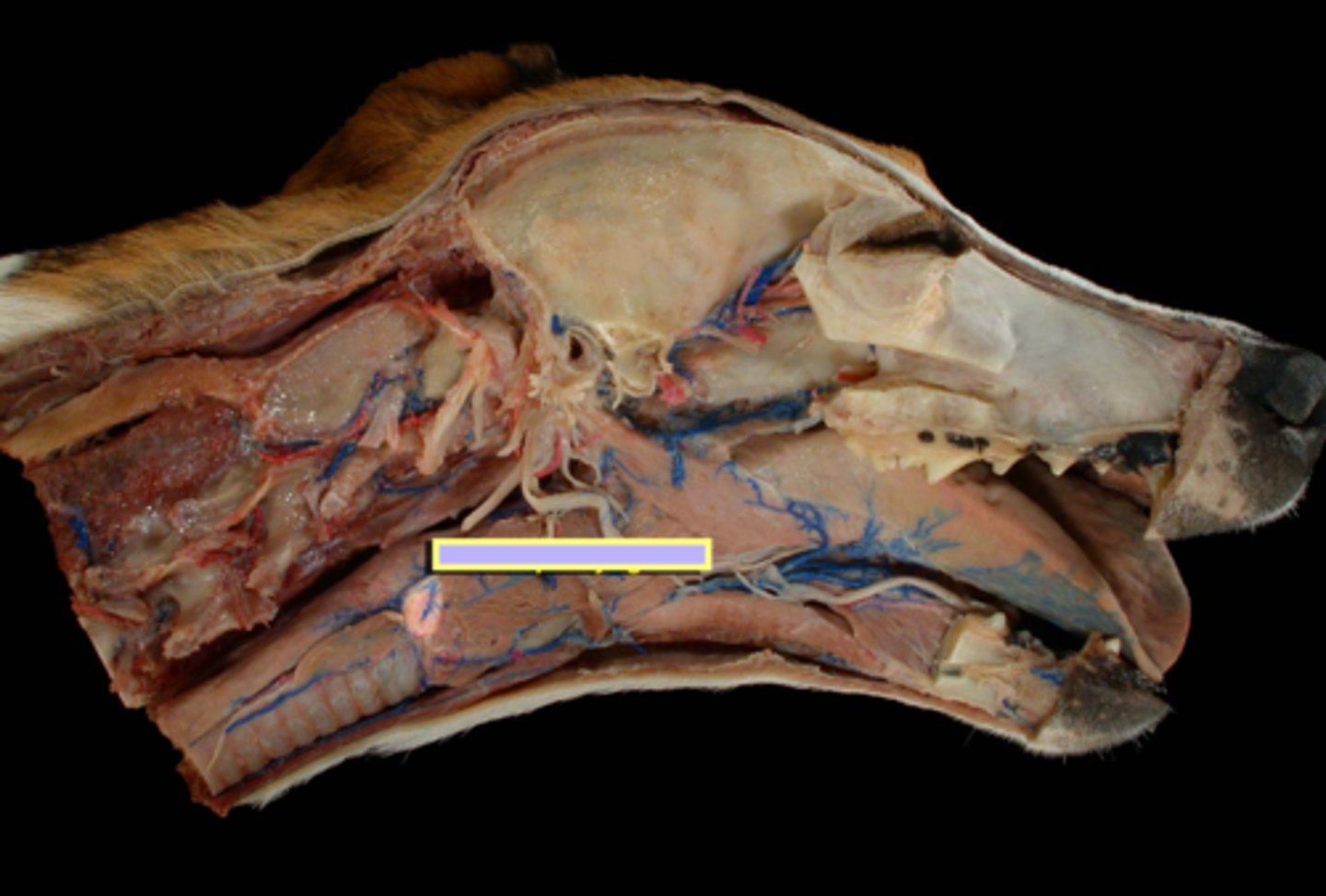 <p>Muscles of the pharynx:</p><p>contract to push food into the esophagus</p><p>(collapsing passage)</p>