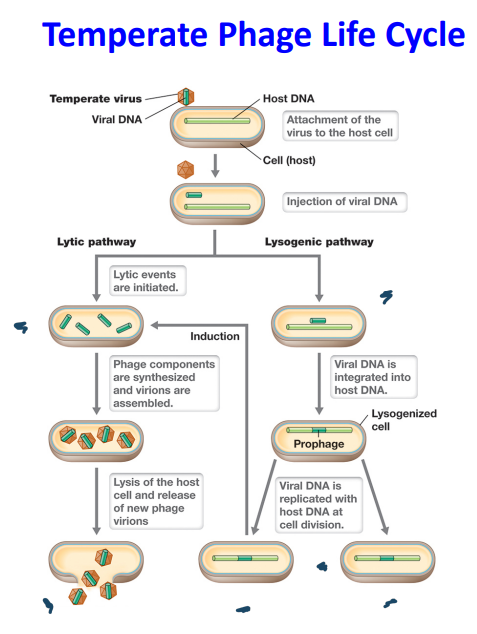 <ul><li><p>Generally, the decision for a temperate phage to go through the lytic or lysogeny pathway is based on <strong>environmental conditions</strong>.</p><ul><li><p>lysogenic: high MOI (lots of people) + low nutrients (empty fridge) = dormant</p></li><li><p>lytic: low MOI (one person) + high nutrients (full fridge) = lytic</p></li></ul></li><li><p>Cell stress conditions can “induce” the excision of the prophage and proceed through the lytic pathway</p></li></ul><p></p>