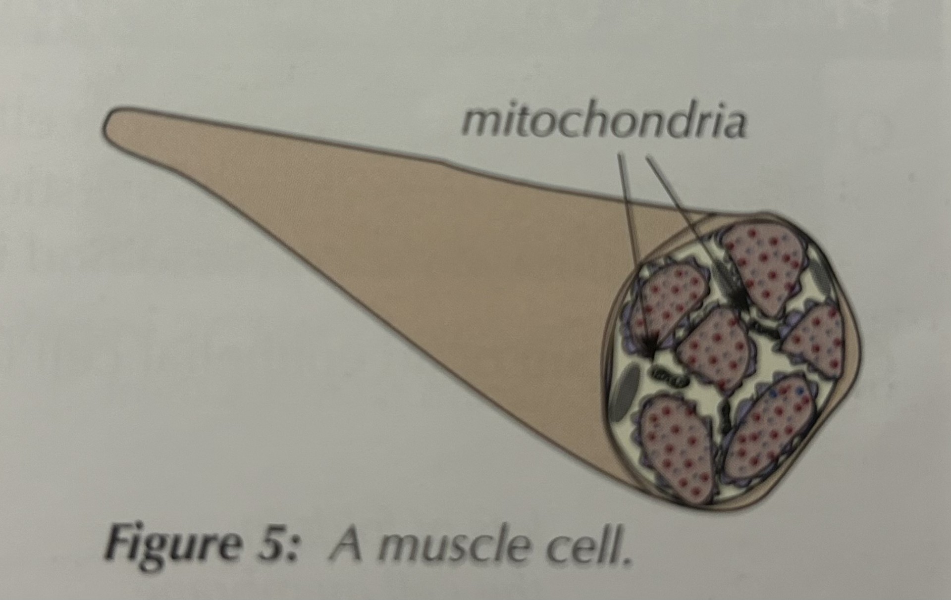 <p><mark data-color="#00deff" style="background-color: rgb(0, 222, 255); color: inherit;">Structure:</mark></p><ul><li><p>Long + elastic, to contract and relax</p></li><li><p>Many mitochondria, to release energy for movement</p></li></ul><p></p><p><mark data-color="#c4f1ff" style="background-color: rgb(196, 241, 255); color: inherit;">Function:</mark></p><ul><li><p>Contracts to produce movements in organs + the body</p></li></ul><p></p>