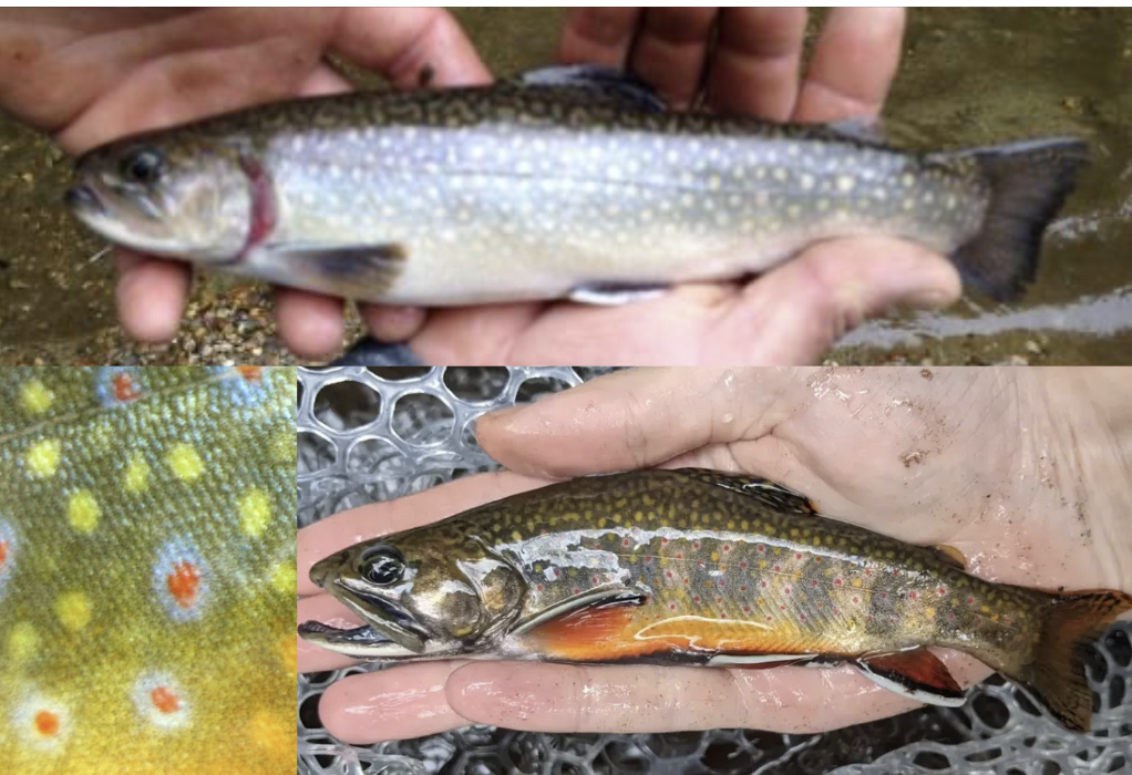 <p>What is the species and common name of this vertebrate in Order Salmoniformes and Family Salmonidae (Trout and Salmon) </p>