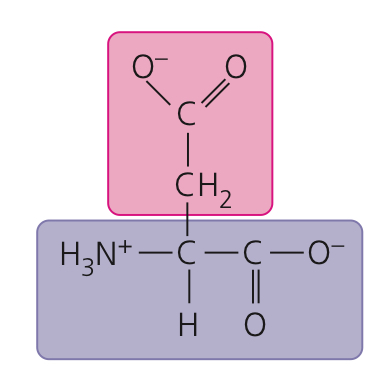 <p>Aspartic acid</p>