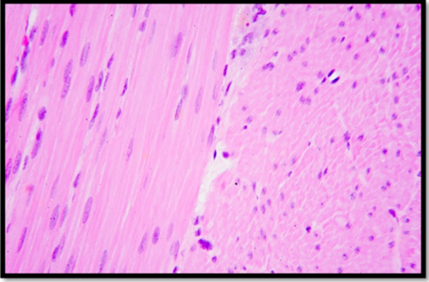 <p>Name this tissues function</p>