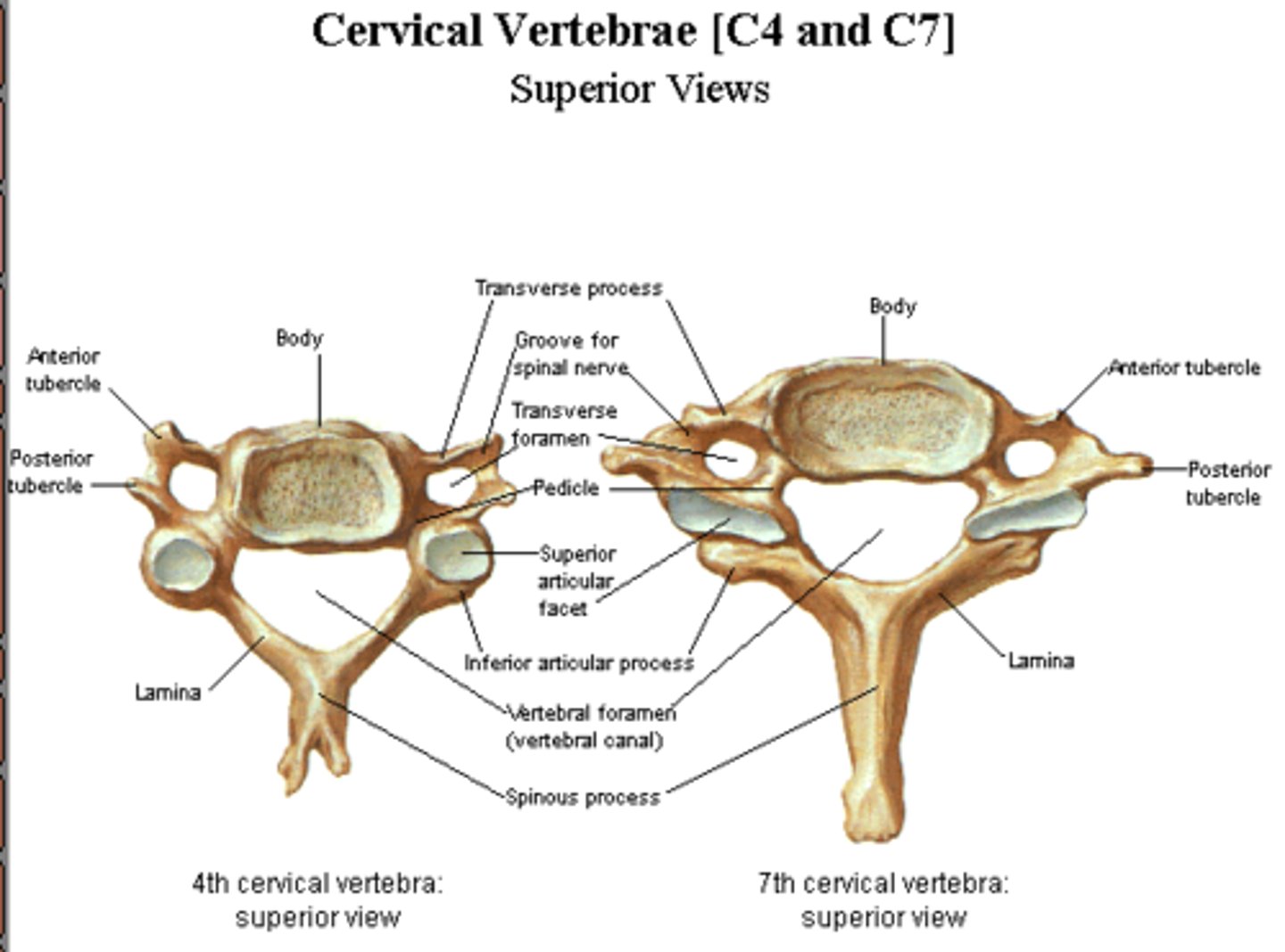 <p>large triangular vertebral foramen</p><p>short bifid spinous process</p><p>small body</p><p>foramen transverseium</p>