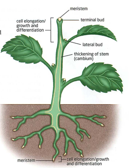 <p>Swelling of the stem that contains meristem for new undeveloped tissues. </p><p>Terminal bud: most active growth</p><p>Lateral bud: dormant/inactive but have the potential to produce new branches/leaves/flowers.</p>