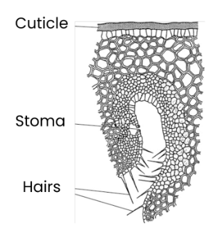 <ul><li><p>Thicker waxy cuticle → increases diffusion distance so less evaporation. </p></li><li><p>Sunken stomata in pits/ rolled leaves/ hairs. → to ‘trap’ water vapour/ protect stomata from wind. </p><ul><li><p>so reduced water potential gradient between leaf/ air → so less evaporation and water loss. </p></li></ul></li><li><p>Spines/ needles reduce surface area to volume ratio. </p></li></ul><p></p>