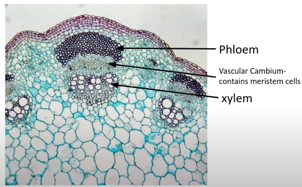 <p>Phloem in the outer</p><p>Cambium in between</p><p>Xylem near the centre</p>