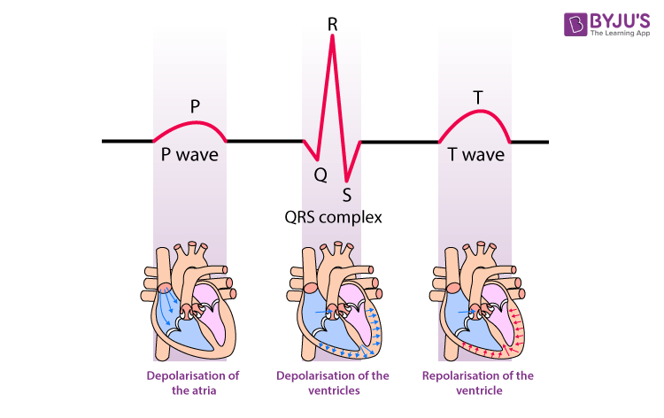 <p>Depolarization of the ventricles occurs during the</p>