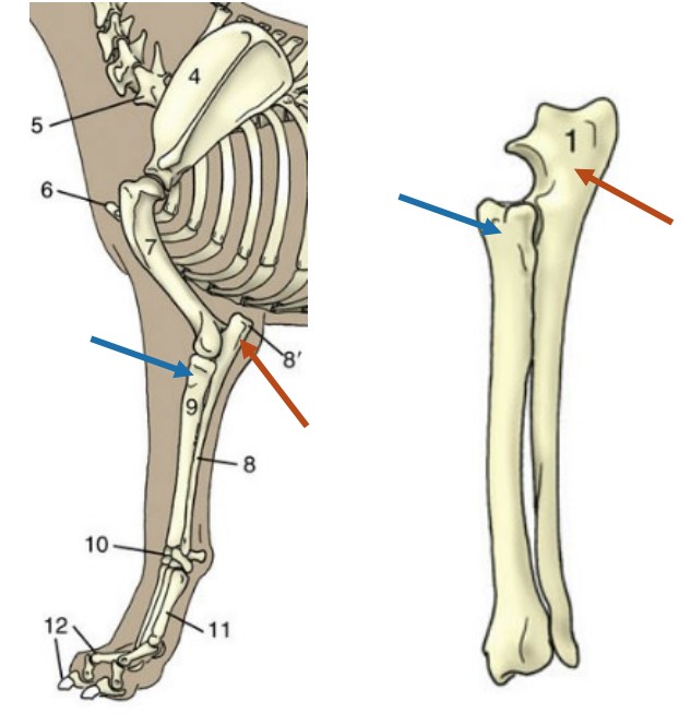 * proximal end of radius

*blue*