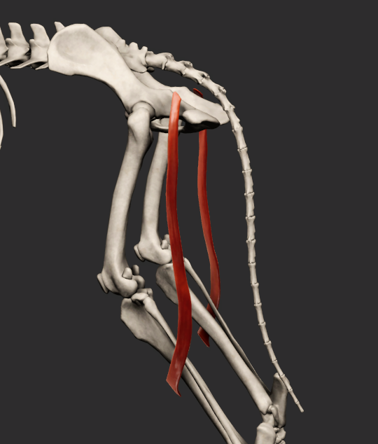<p>Ca:</p><p>odstup: ligamentum sacrotuberale</p><p>úpon: tibia / fascia cruris</p><p>Fe:</p><p>odstup: processus transversus druhého ocasního obratle</p><p>úpon: proximální část tibiae</p><p>fce: sval napomáha abdukci končetiny</p>