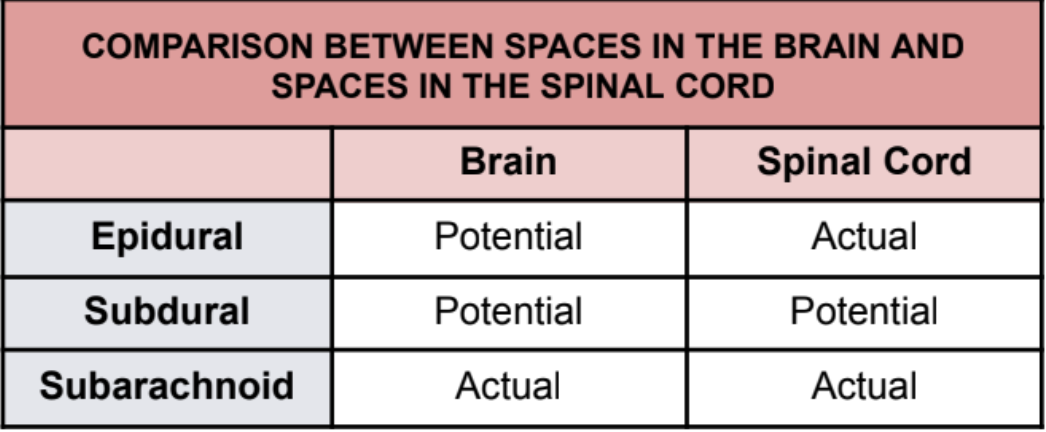 <p>Brain</p><ul><li><p><strong>Epidural: </strong>Potential</p></li><li><p><strong>Subdural: </strong>Potential</p></li><li><p><strong>Subarachnoid: </strong>Actual</p></li></ul><p><br>Spinal Cord</p><ul><li><p><strong>Epidural: </strong>Actual</p></li><li><p><strong>Subdural: </strong>Potential</p></li><li><p><strong>Subarachnoid: </strong>Actual</p></li></ul><p></p>