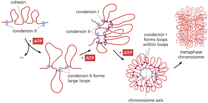 <p>as cells enter mitosis, ____ replace cohesins to form loops within loops to fold mitotic chromosome into more compact configuration</p>