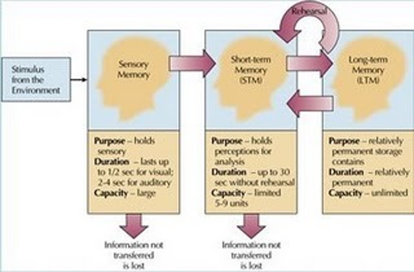 <p>activated memory that holds a few items briefly before the information is stored or forgotten</p>