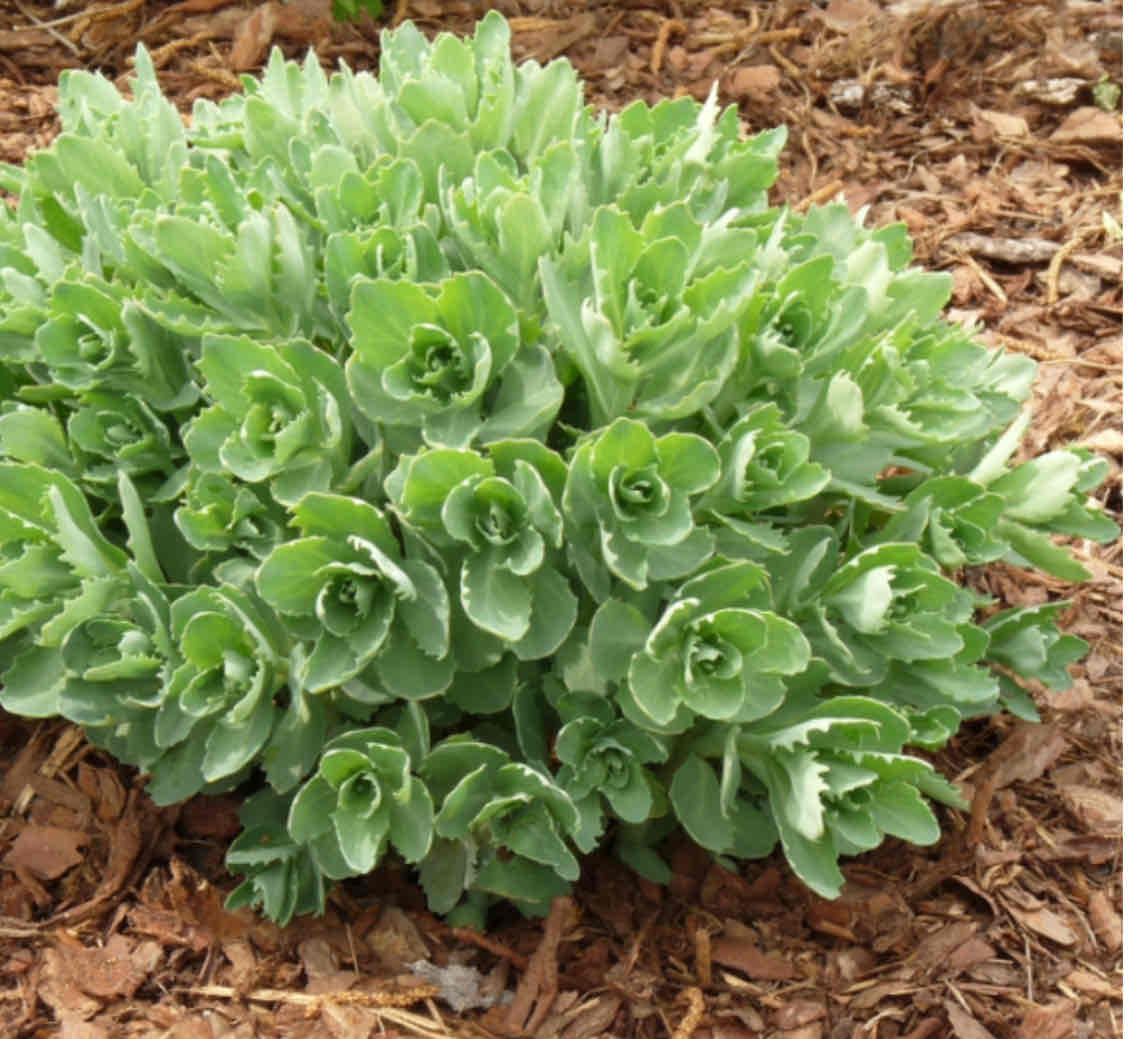 <p><span>Hylotelephium spectabile</span></p><p><span>Showy Stonecrop</span></p>