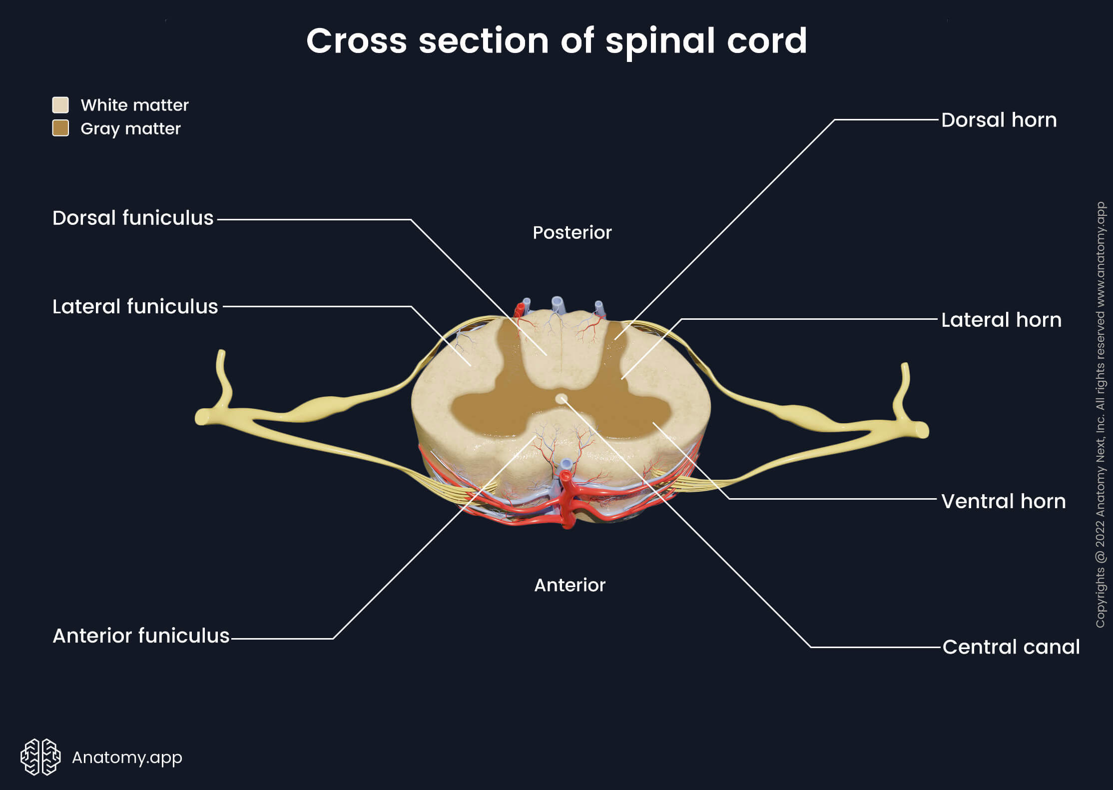 <p>Internal anatomy of the spinal cord; The grey matter on each side of the spinal cord is divided into regions called as ___</p>