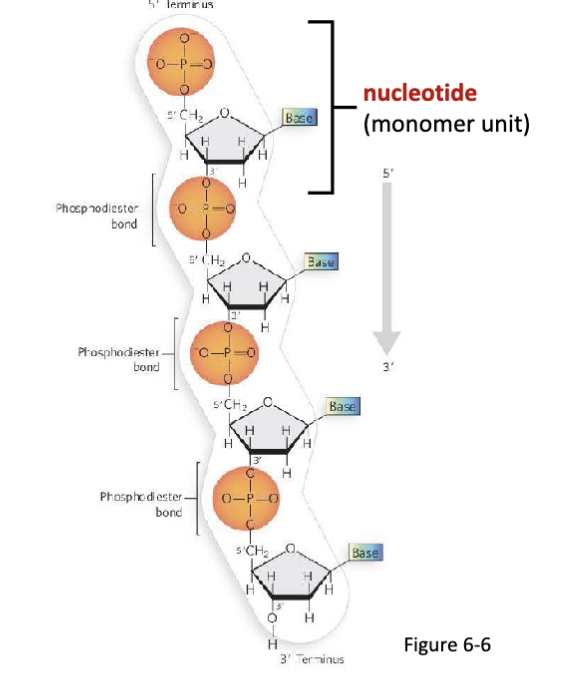 <p><span>Nucleotides are the monomer units of nucleic acids, joined by</span><br><span>phosphodiester bonds.</span></p>