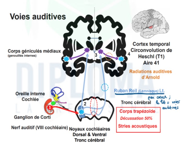 région où l'on voit les 2 neurones traverser la ligne médiane + monte ds ruban de Reil latéral !!! → rejoindre radiations auditives d'Arnold qui remonte ds cortex temporal