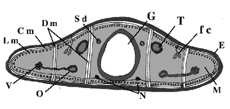 <p>What does T point to?</p>