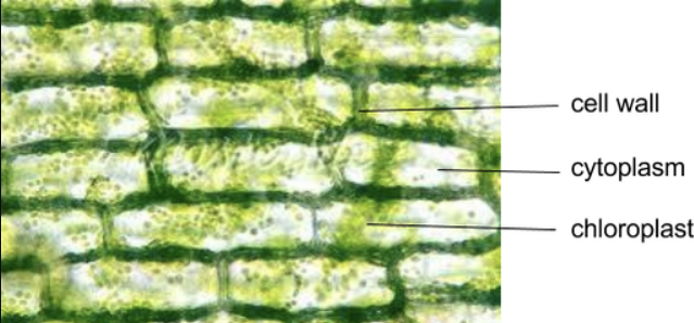 <p>What cell is this?</p>