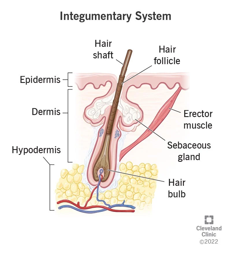 <p>epidermis, dermis, hypodermis, hair shaft, hair follicle, erector muscle, sebaceous gland, hair root, nails</p>