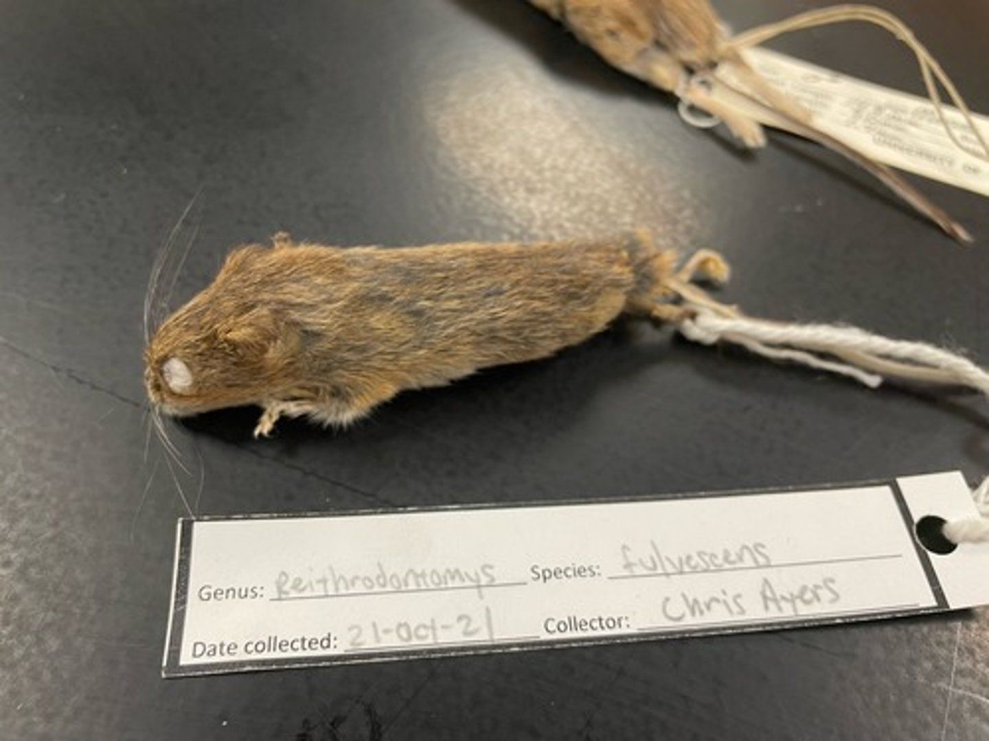 <p>Family: Cricetidae</p><p>Genus & Species: Reithrodontomys (fulvescens) (only know Genus)</p>