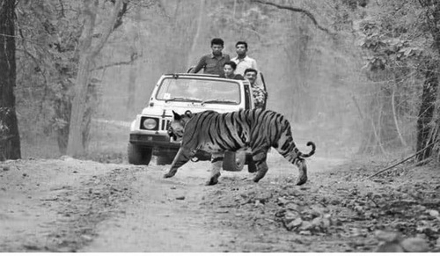 <p>It is the last bastion of the Asiatic lion in India.</p>