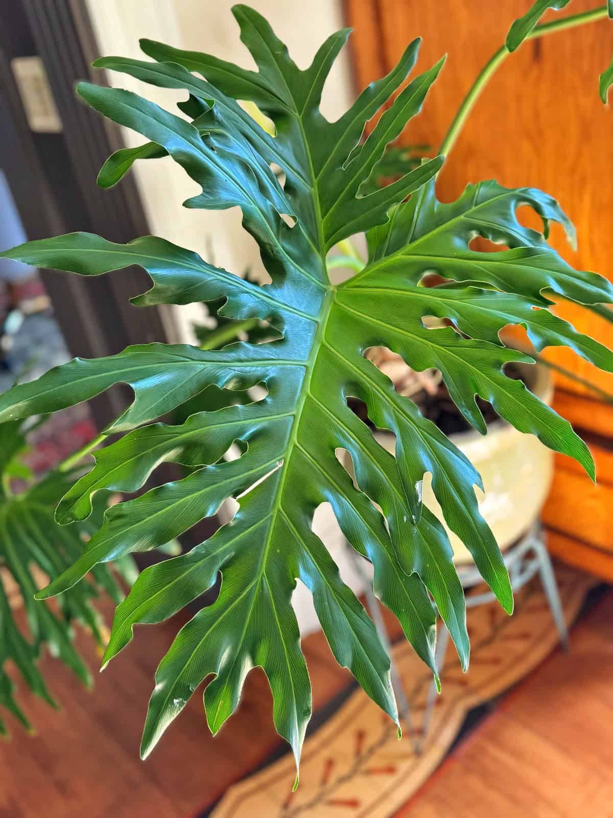 <p>Philodendron</p>