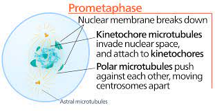 <ol><li><p>nuclear envelope breaks up</p></li><li><p>spindle fibers attach to kinetochores on chromosomes</p></li></ol>