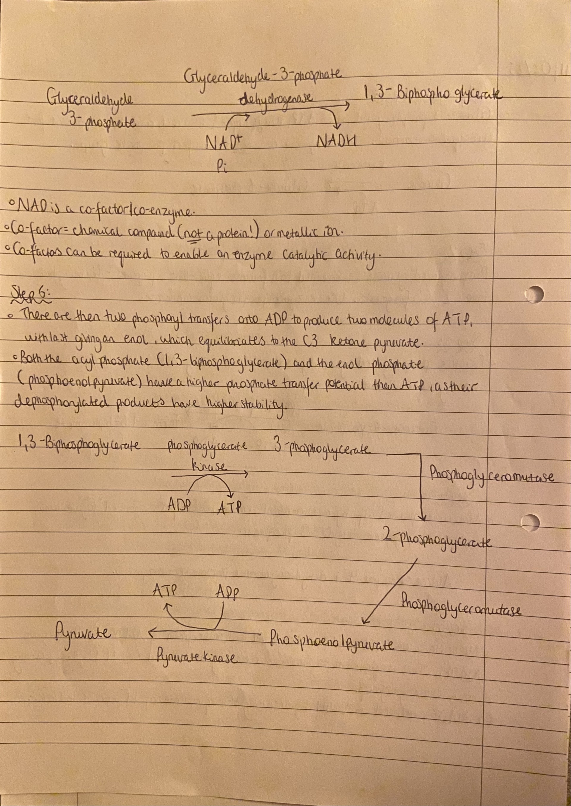 <p>Glycolysis, overall:</p><ul><li><p>4 x ATP </p></li><li><p>2 x NADH </p></li><li><p>2 x pyruvate </p></li><li><p>And consumed 2 x ATP </p></li><li><p>Overall + 2 ATP, 2 NADH, 2 pyruvate. </p></li></ul><p></p>