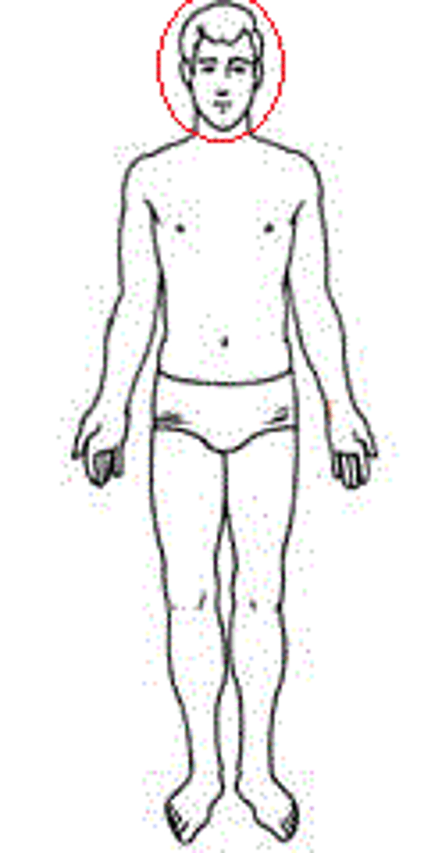 <p>Head</p>