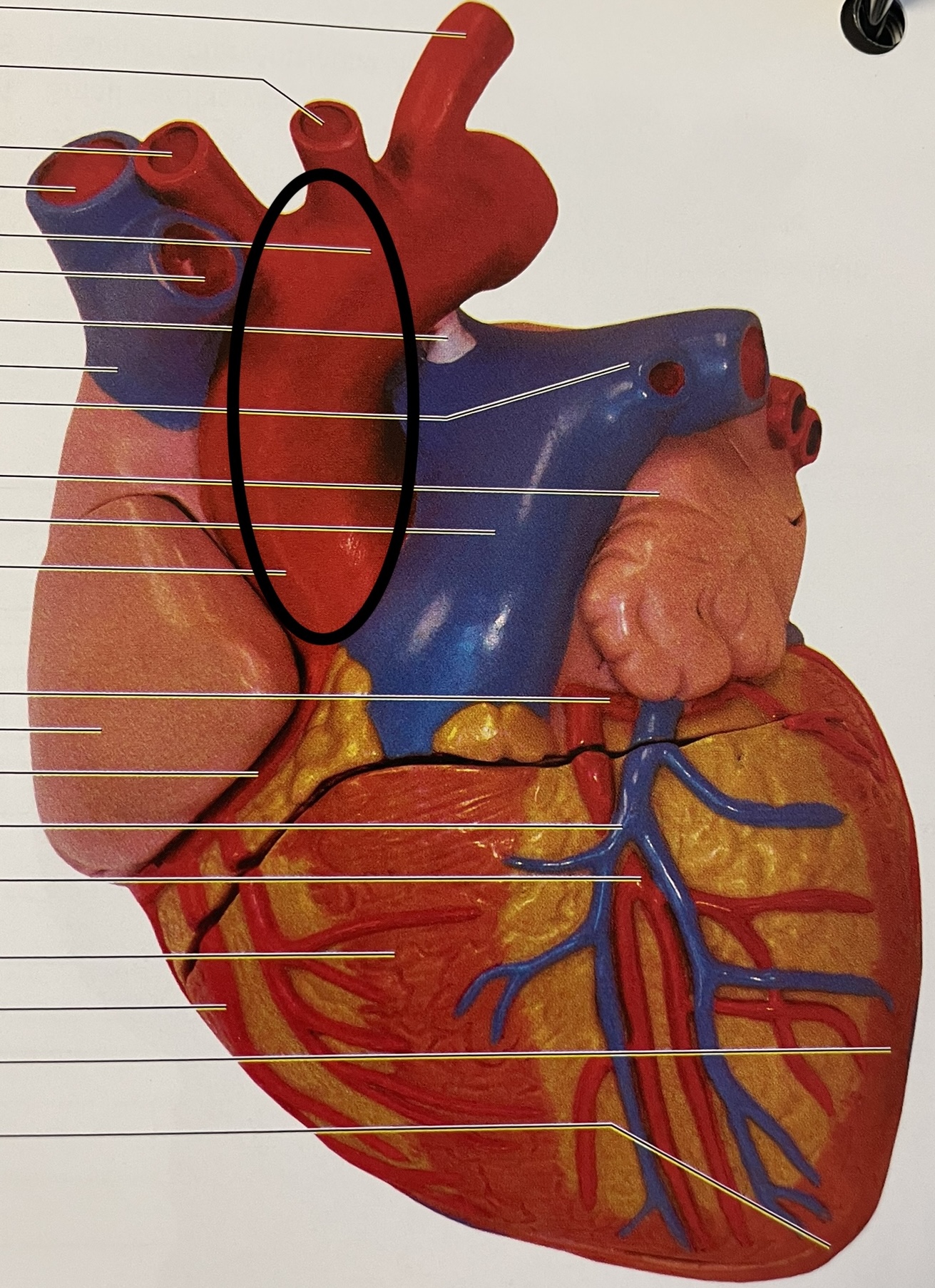 knowt flashcard image