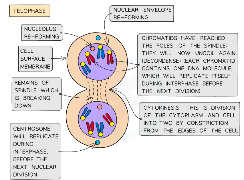 * Chromosomes **decondense** (they become long and thin again and can no longer be seen clearly under a microscope).

\
* New Nuclear Envelopes form around each set of chromosomes, but in the same cytoplasm space.

\
* The spindle begins to break down.

\
* The nucleolus reforms.

\
* **Cytokinesis** occurs.