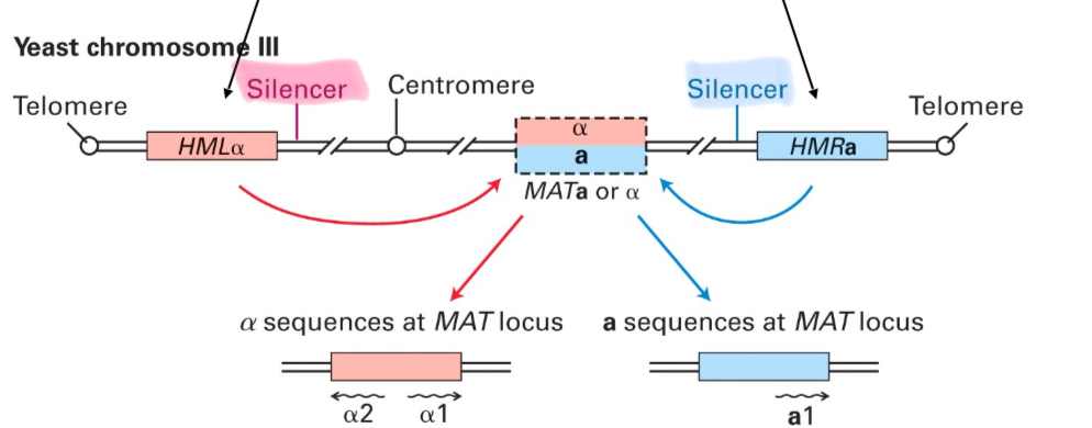 <p>Depending on the silencer sequence in front of the locus that is active = heterochromatin formation</p>