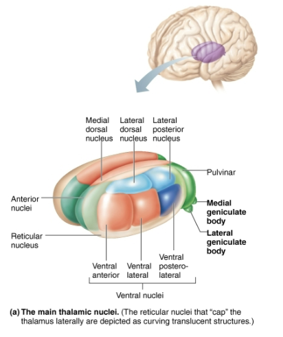 <p><code>Diencephalon Subdivision (1/3)</code></p><ul><li><p><strong>STRUCTURE</strong></p><ul><li><p>Bilateral egg-shaped nuclei that form <span style="color: purple"><strong><mark data-color="purple" style="background-color: purple; color: inherit">superolateral walls of third ventricle</mark></strong></span></p></li><li><p>Makes up 80% of diencephalon</p></li></ul></li><li><p><strong>FUNCTION</strong></p><ul><li><p><span style="color: red"><strong>Act as relay station for information coming into cortex</strong></span></p></li><li><p>Sorts, edits, and relays ascending input such as:</p><ol><li><p><span style="color: green"><strong>Impulses from hypothalamus for regulating emotion and visceral function</strong></span></p></li><li><p><span style="color: green"><strong>Impulses for memory or sensory integration</strong></span></p></li></ol></li><li><p>Overall it acts to mediate sensation, motor activities, cortical arousal, learning, and memory</p></li></ul></li></ul><p></p>