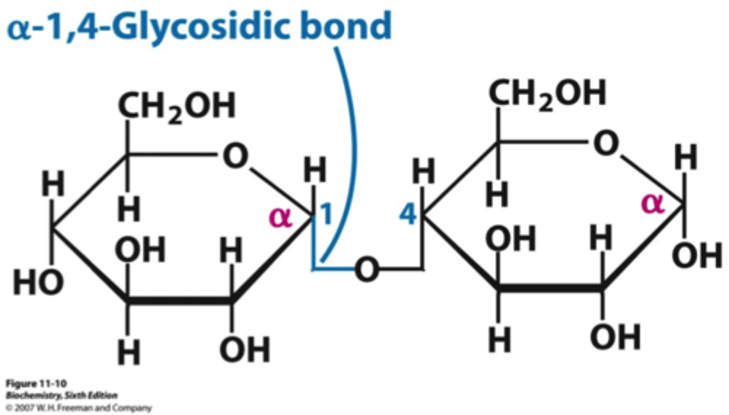 <p>-monosaccharides can combine (glycosidic bond) to form disaccharides through condensation reactions -> water is lost</p><p>-polymerization can continue to form oligosaccharides and polysaccharides</p><p>-reaction is reversible -> hydrolysis reactions break glycosidic bonds and use water</p>
