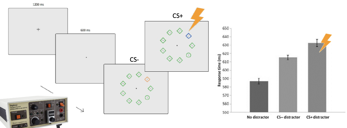 <ul><li><p><span>Task: Find deviant shape, ignore distractors</span></p></li><li><p><span>One distractor associated with electric shock (CS+), the other not (CS-)</span></p></li></ul><p></p>