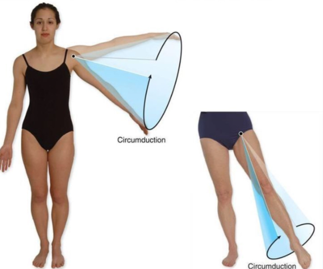 <p>Circumduction</p>