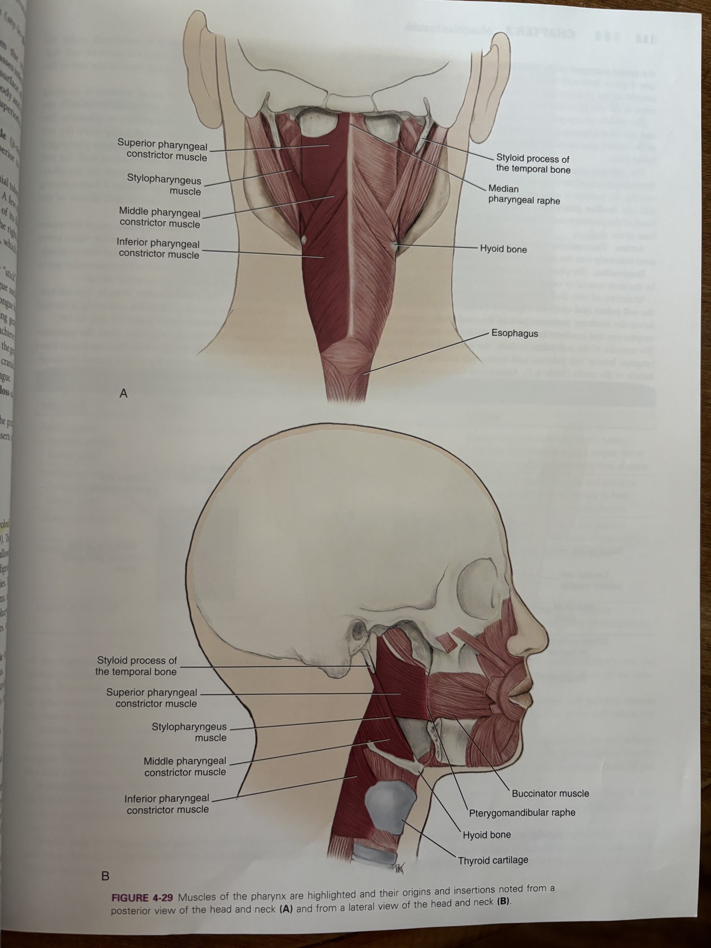 <ul><li><p>involved in speaking, swallowing, and middle ear function</p></li><li><p>nasopharynx, oropharynx, laryngopharynx</p></li><li><p>stylopharyngeus muscle</p></li><li><p>pharyngeal constrictors</p></li><li><p>muscles of soft palate</p></li></ul><p></p>