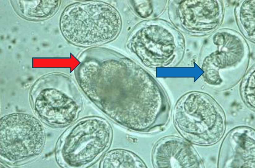 <p>The arrows depict the eggs of which species?</p>