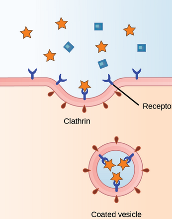 <p>Receptor-mediated endocytosis</p>