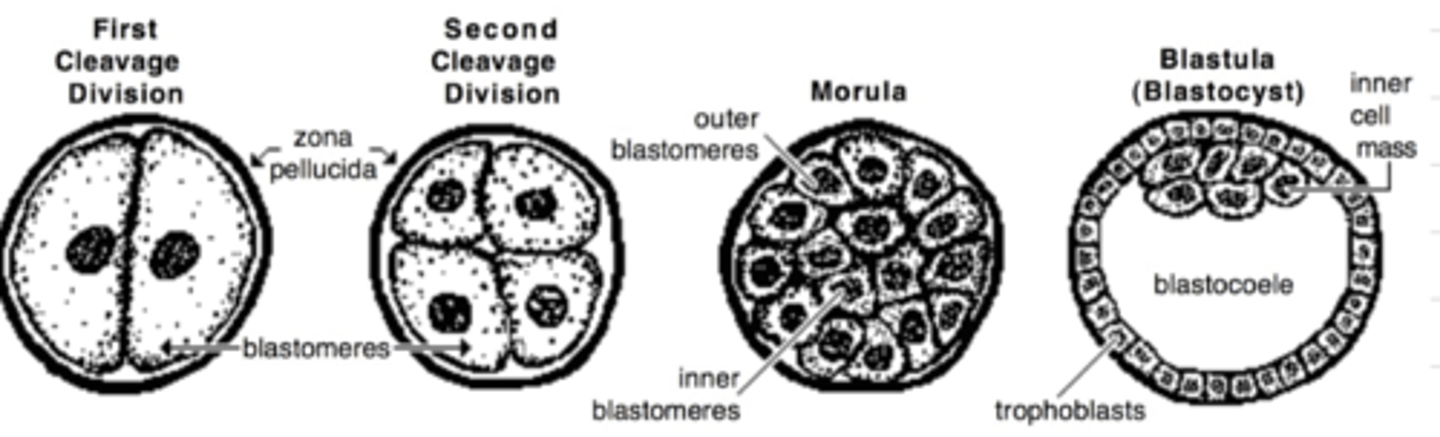 <p>1) segmentation<br>2) morulation<br>3) blastulation</p>