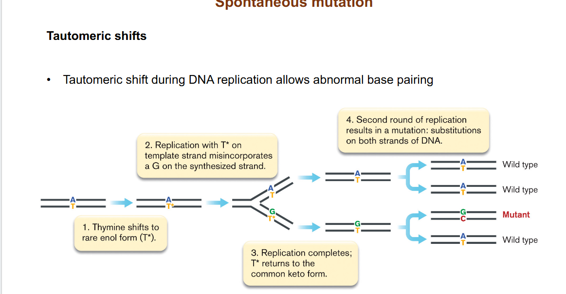 <p><span><span>Tautomeric shift during DNA replication allows abnormal base pairing. A spontaneous rearrangement of the positions of protons and electrons within a molecule.</span></span></p>