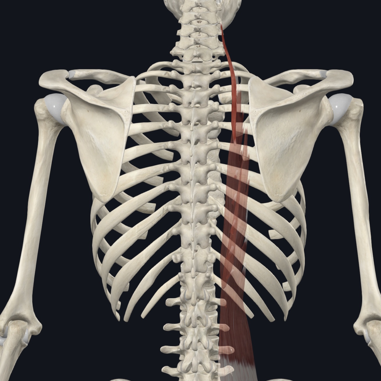 <p>Posterior tubercles of TP of lower C/S</p>
