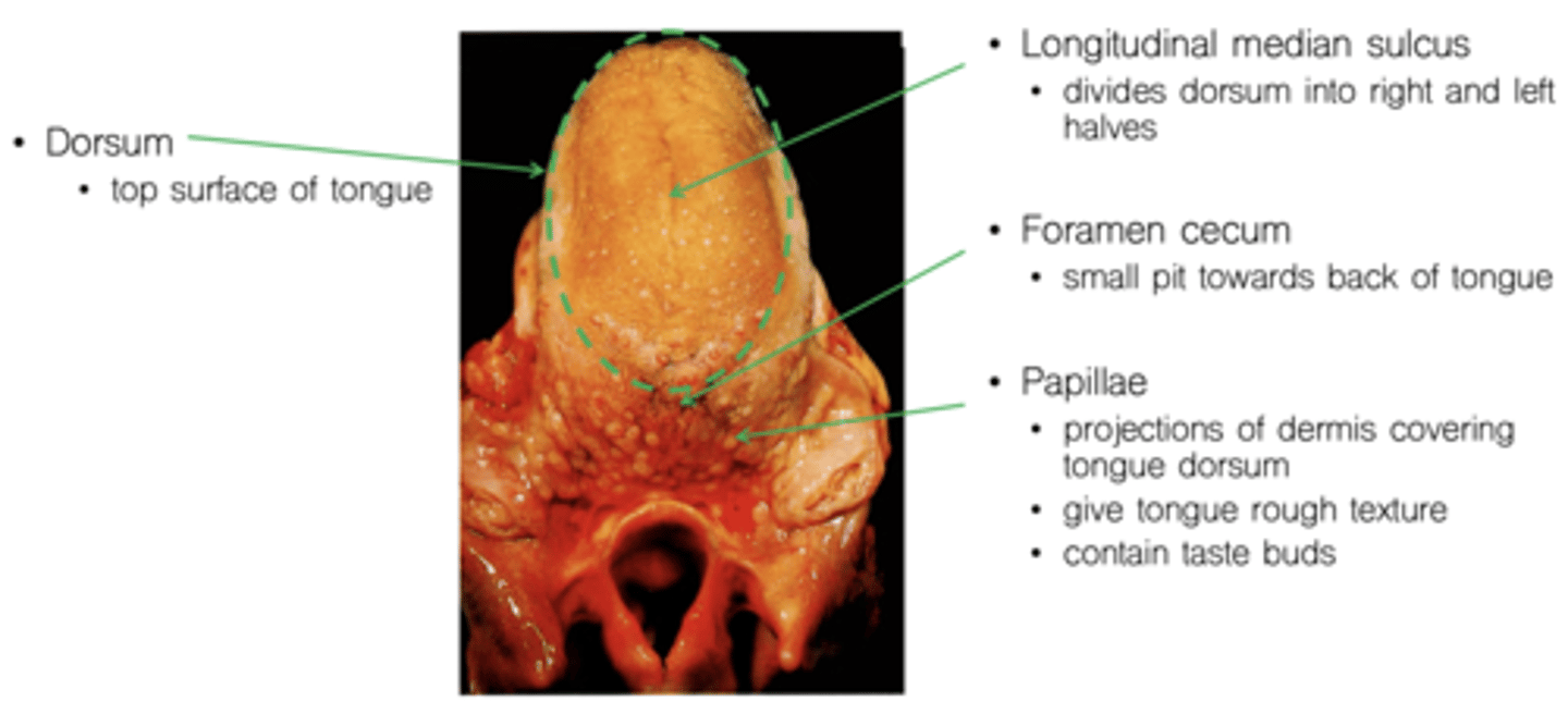 <p>Dorsum</p><p>Longitudinal median sulcus</p><p>Foramen cecum</p><p>Papillae</p>